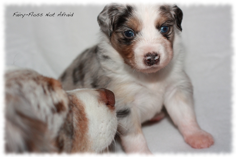 Mini Aussie Welpen - Mini Aussie Z&uuml;chter - Gesunde Mini Aussies