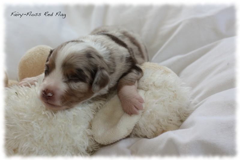 Mini Aussie Welpen - Mini Aussie Z&uuml;chter - Gesunde Mini Aussies