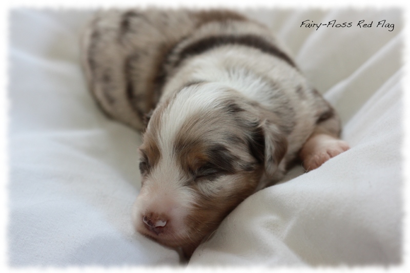 Mini Aussie Welpen - Mini Aussie Z&uuml;chter - Gesunde Mini Aussies