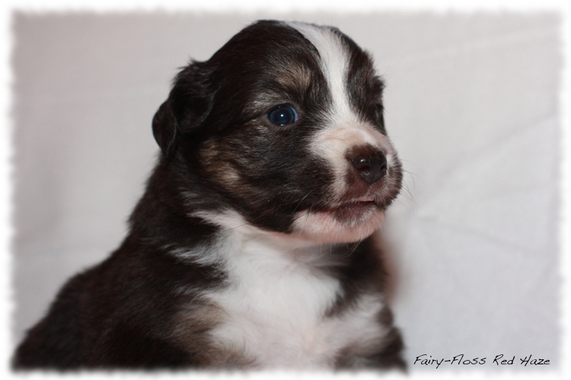 Mini Aussie Welpen - Mini Aussie Z&uuml;chter - Gesunde Mini Aussies