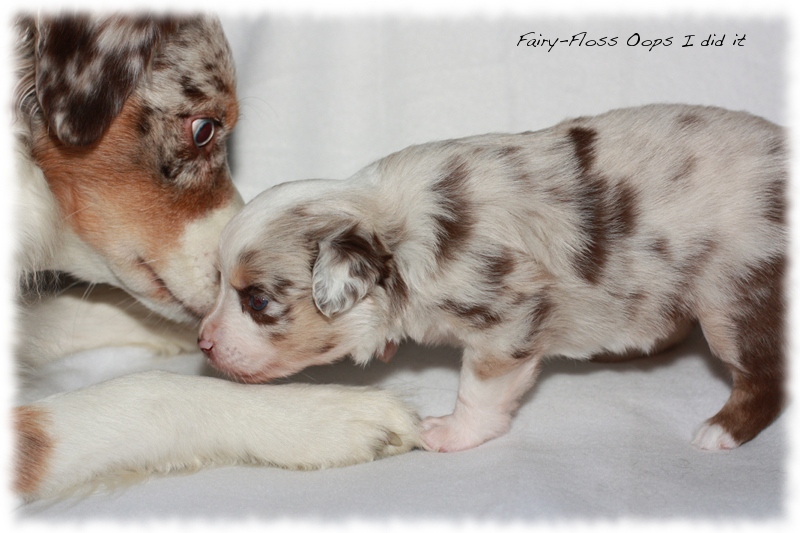 Mini Aussie Welpen - Mini Aussie Z&uuml;chter - Gesunde Mini Aussies