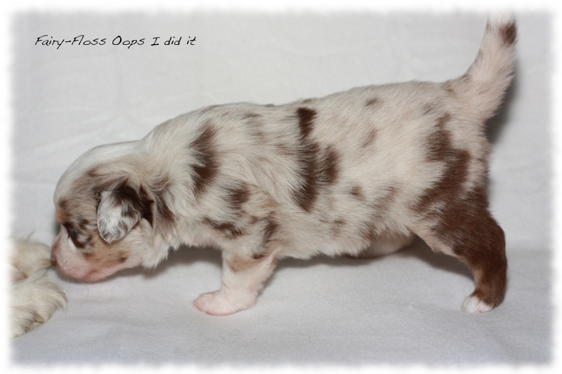 Mini Aussie Welpen - Mini Aussie Z&uuml;chter - Gesunde Mini Aussies