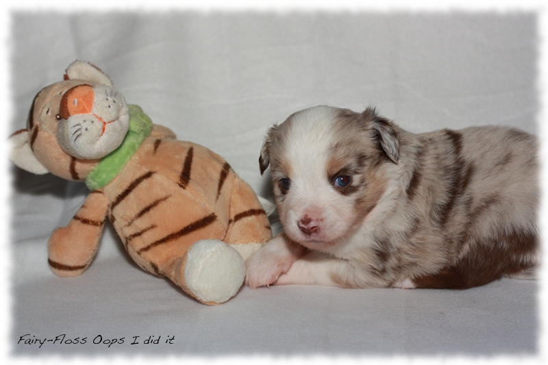 Mini Aussie Welpen - Mini Aussie Z&uuml;chter - Gesunde Mini Aussies