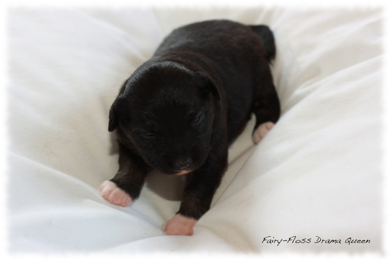 Mini Aussie Welpen - Mini Aussie Z&uuml;chter - Gesunde Mini Aussies