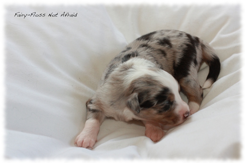 Mini Aussie Welpen - Mini Aussie Z&uuml;chter - Gesunde Mini Aussies