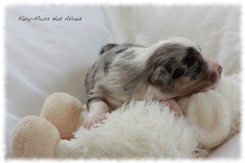 Mini Aussie Welpen - Mini Aussie Z&uuml;chter - Gesunde Mini Aussies