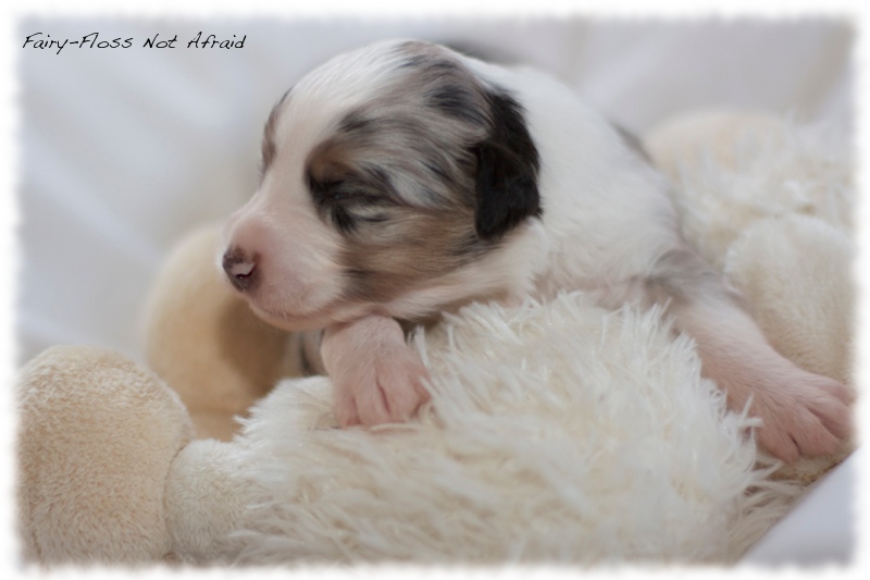Mini Aussie Welpen - Mini Aussie Z&uuml;chter - Gesunde Mini Aussies