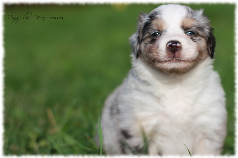 Mini Aussie Welpen - Mini Aussie Z&uuml;chter - Gesunde Mini Aussies