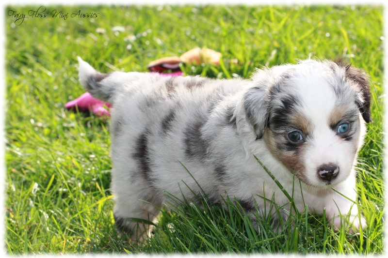 Mini Aussie Welpen - Mini Aussie Z&uuml;chter - Gesunde Mini Aussies