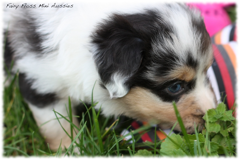 Mini Aussie Welpen - Mini Aussie Z&uuml;chter - Gesunde Mini Aussies