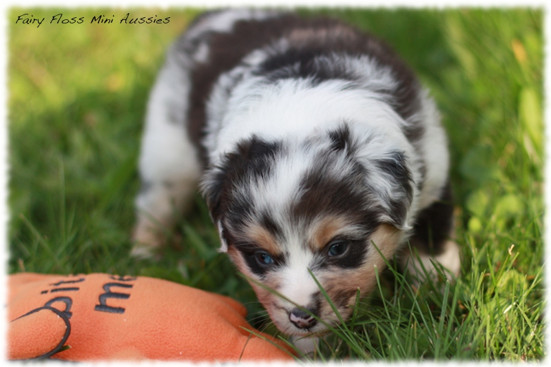 Mini Aussie Welpen - Mini Aussie Z&uuml;chter - Gesunde Mini Aussies