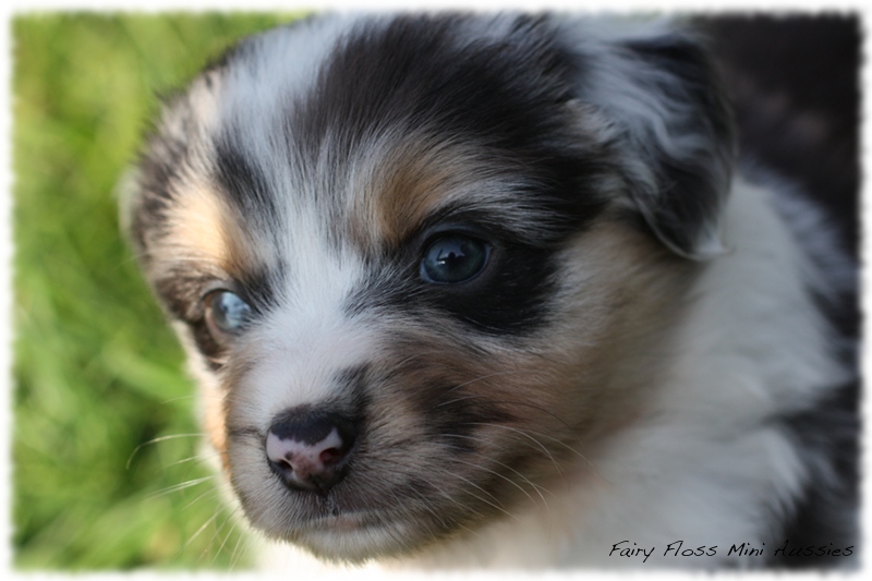 Mini Aussie Welpen - Mini Aussie Z&uuml;chter - Gesunde Mini Aussies