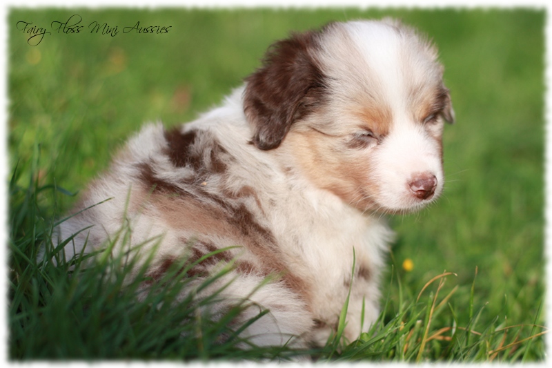 Mini Aussie Welpen - Mini Aussie Z&uuml;chter - Gesunde Mini Aussies