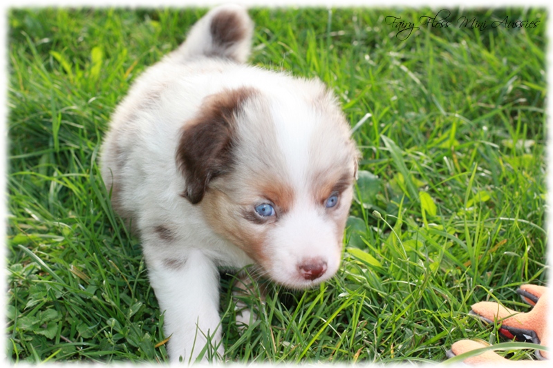 Mini Aussie Welpen - Mini Aussie Z&uuml;chter - Gesunde Mini Aussies