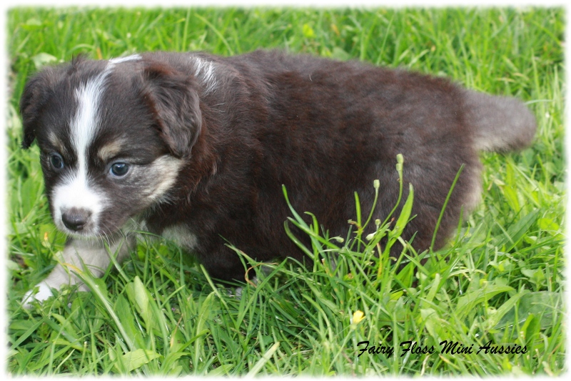 Mini Aussie Welpen - Mini Aussie Z&uuml;chter - Gesunde Mini Aussies