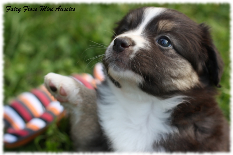 Mini Aussie Welpen - Mini Aussie Z&uuml;chter - Gesunde Mini Aussies