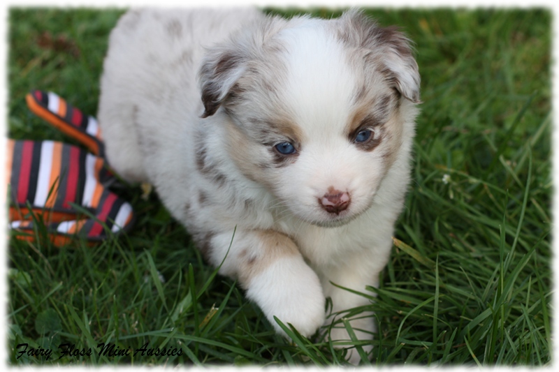 Mini Aussie Welpen - Mini Aussie Z&uuml;chter - Gesunde Mini Aussies