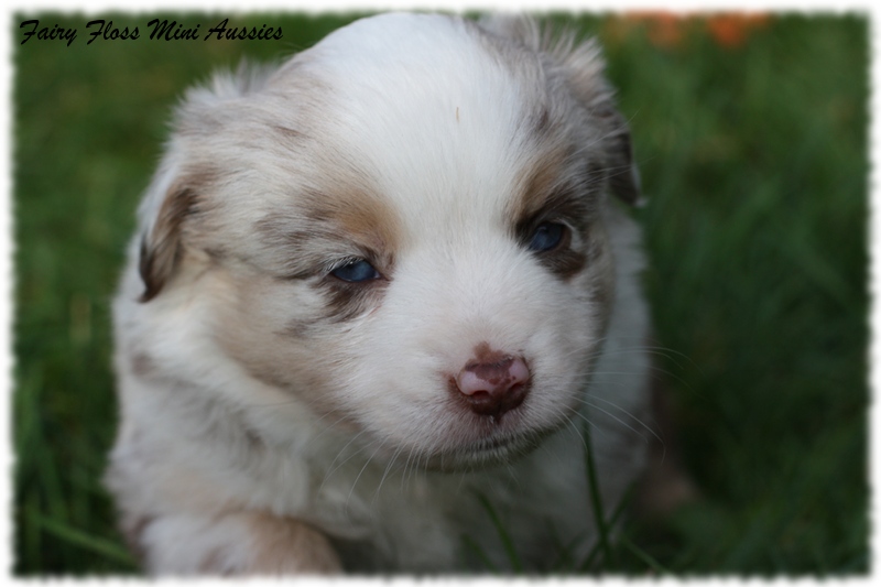 Mini Aussie Welpen - Mini Aussie Z&uuml;chter - Gesunde Mini Aussies