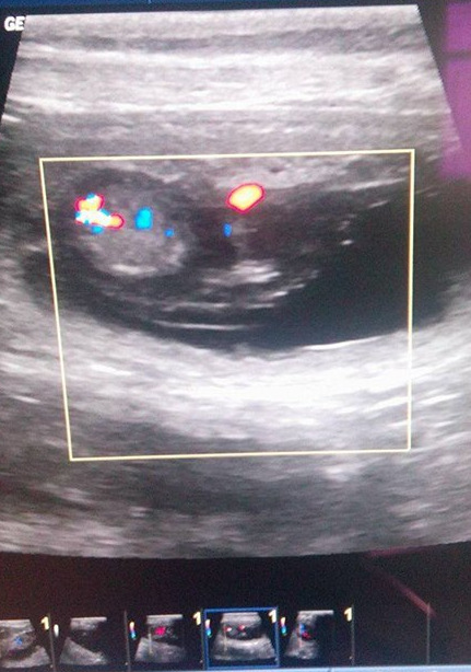 Mini Aussie Welpen - Miniature Australian Shepherd Züchter Mini Aussie Welpen