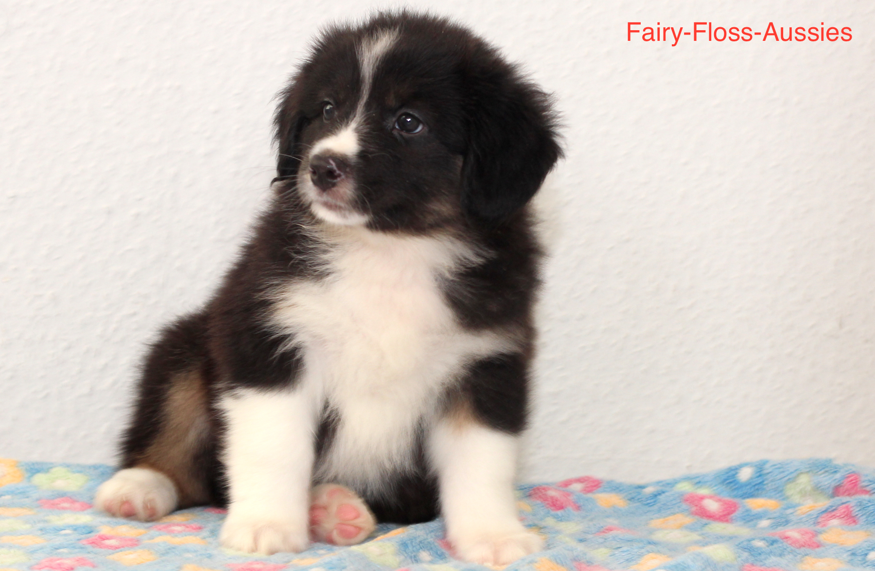 Mini Aussie Welpen