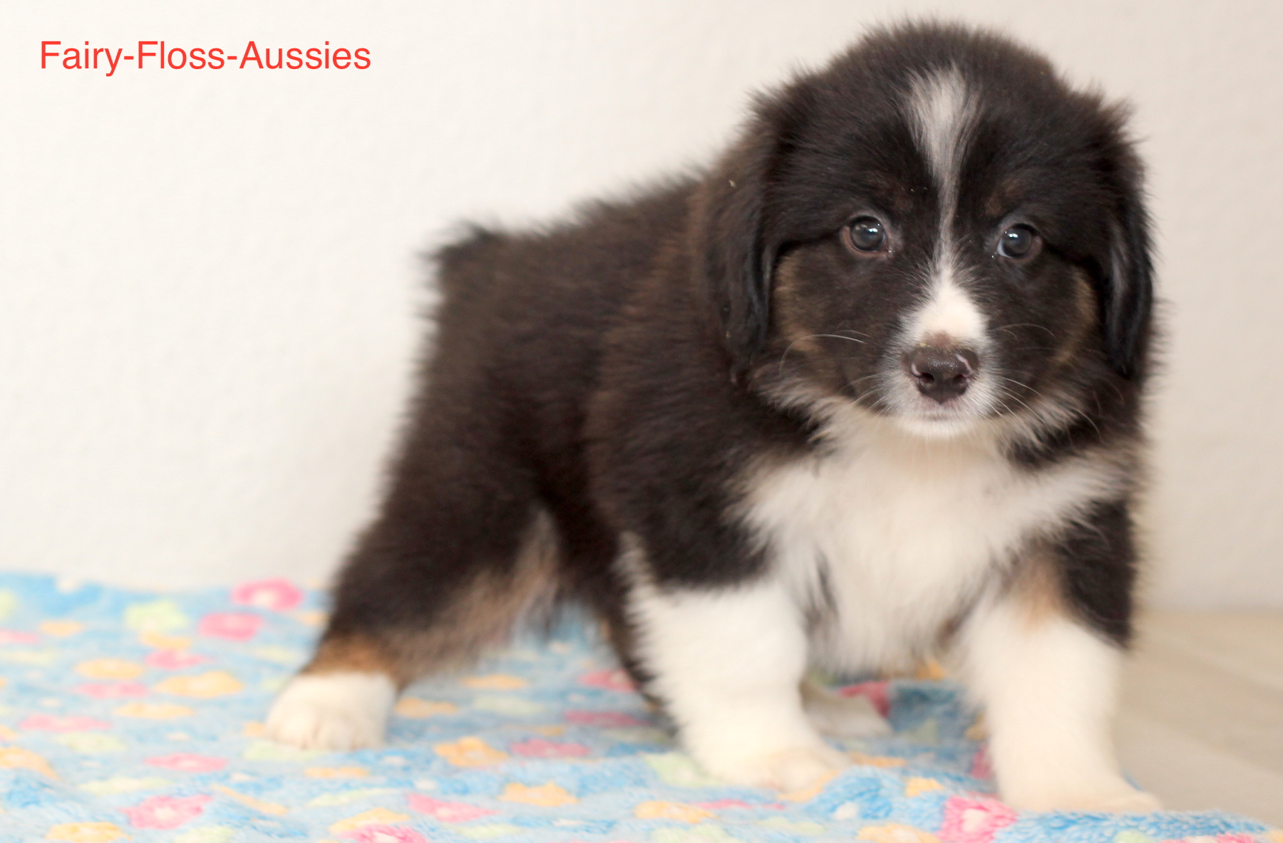 Mini Aussie Welpen