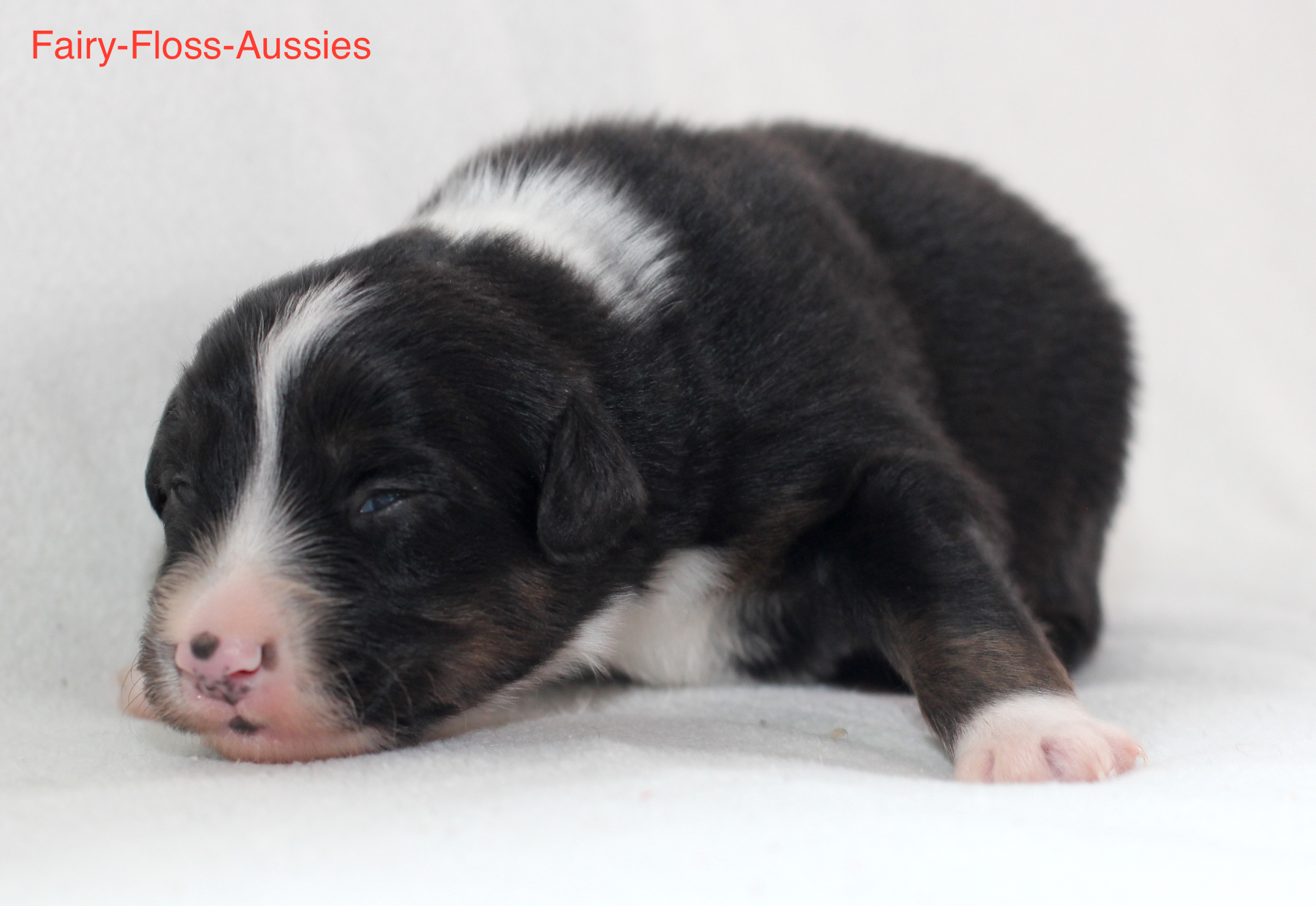 Mini Aussie Welpen