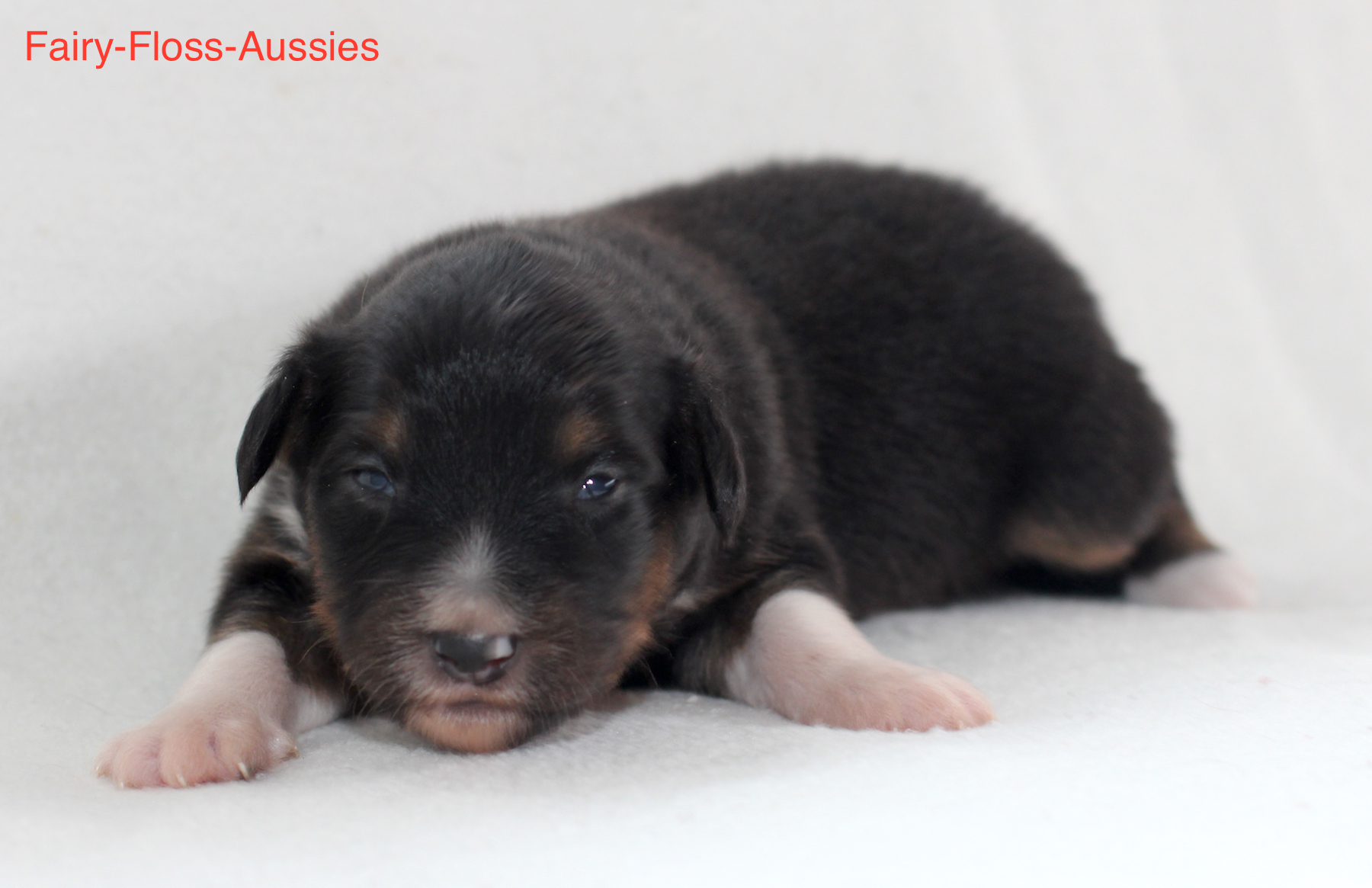 Mini Aussie Welpen