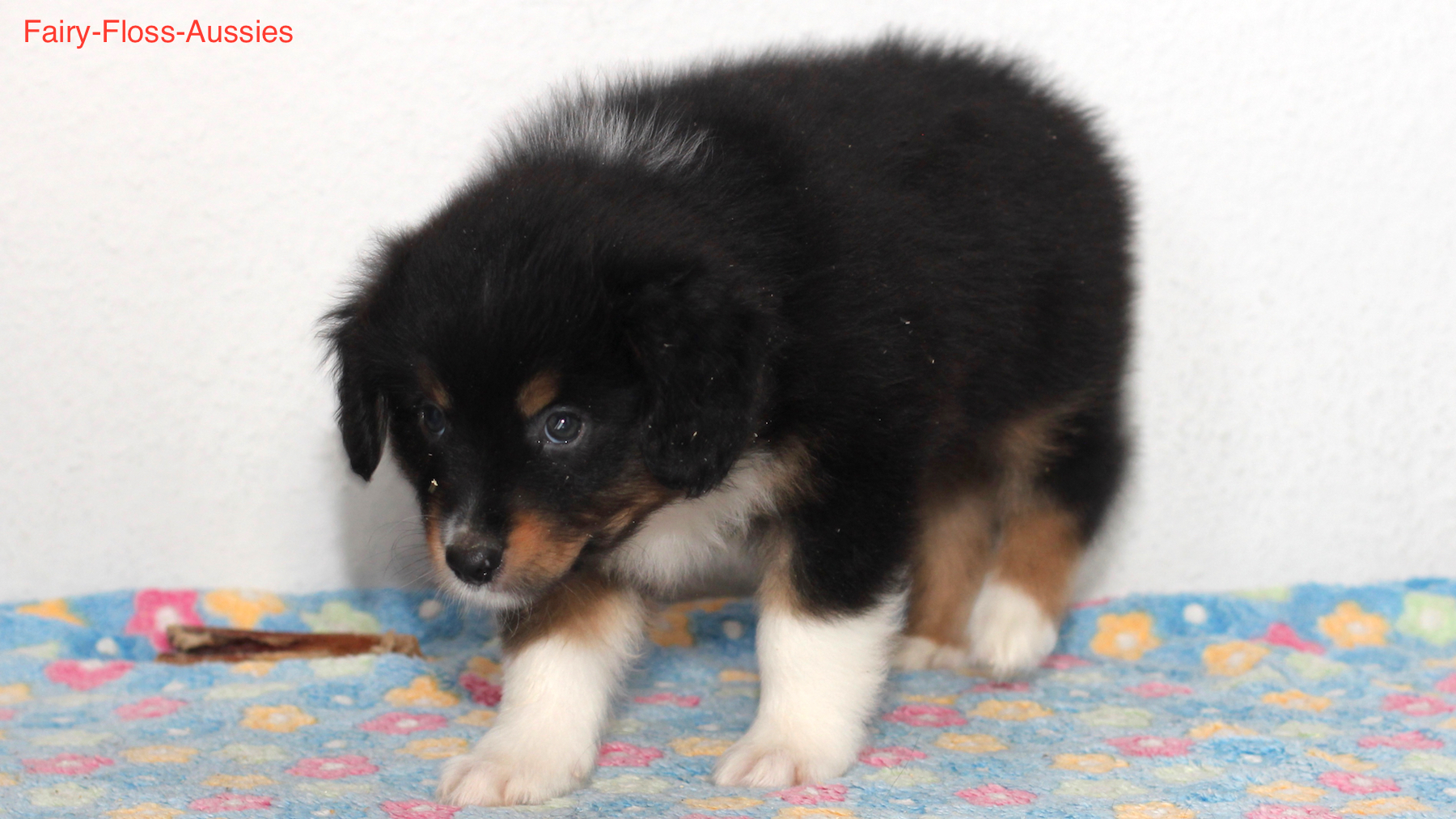 Mini Aussie Welpen