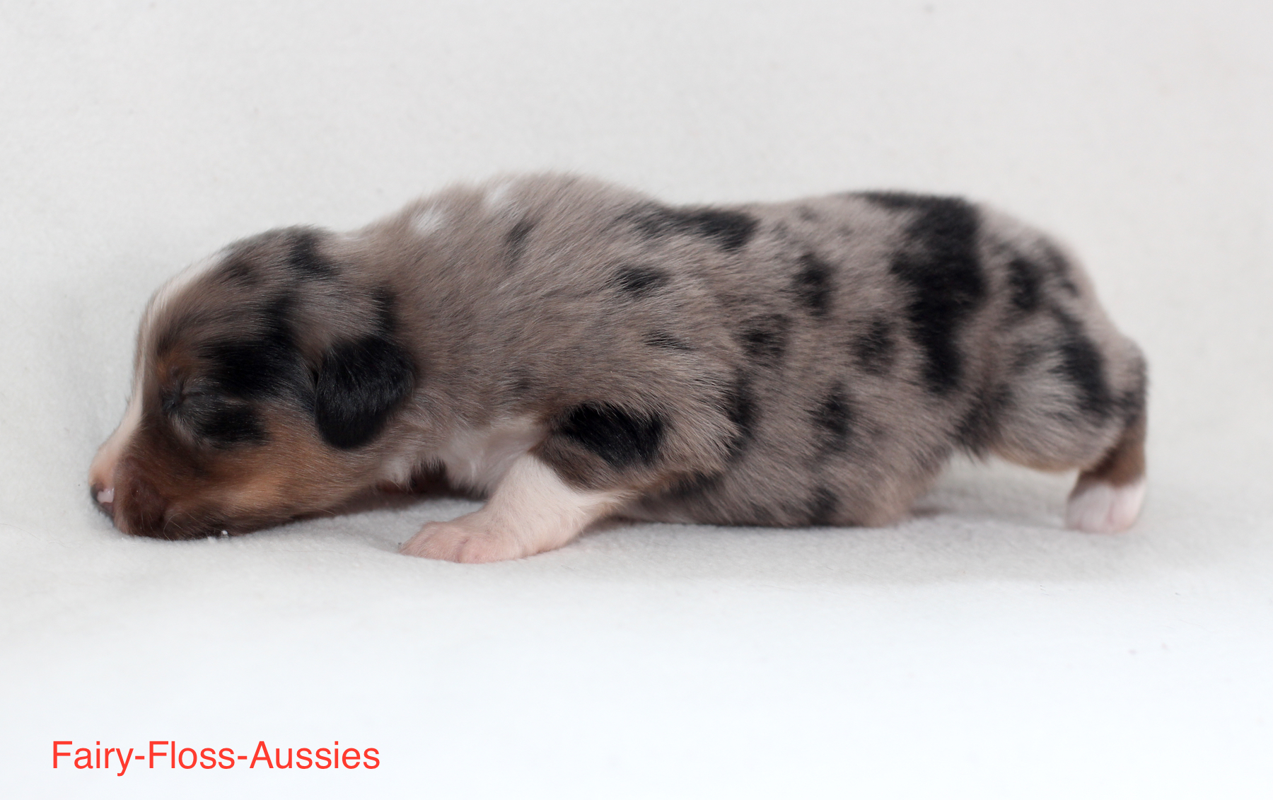 Mini Aussie Welpen