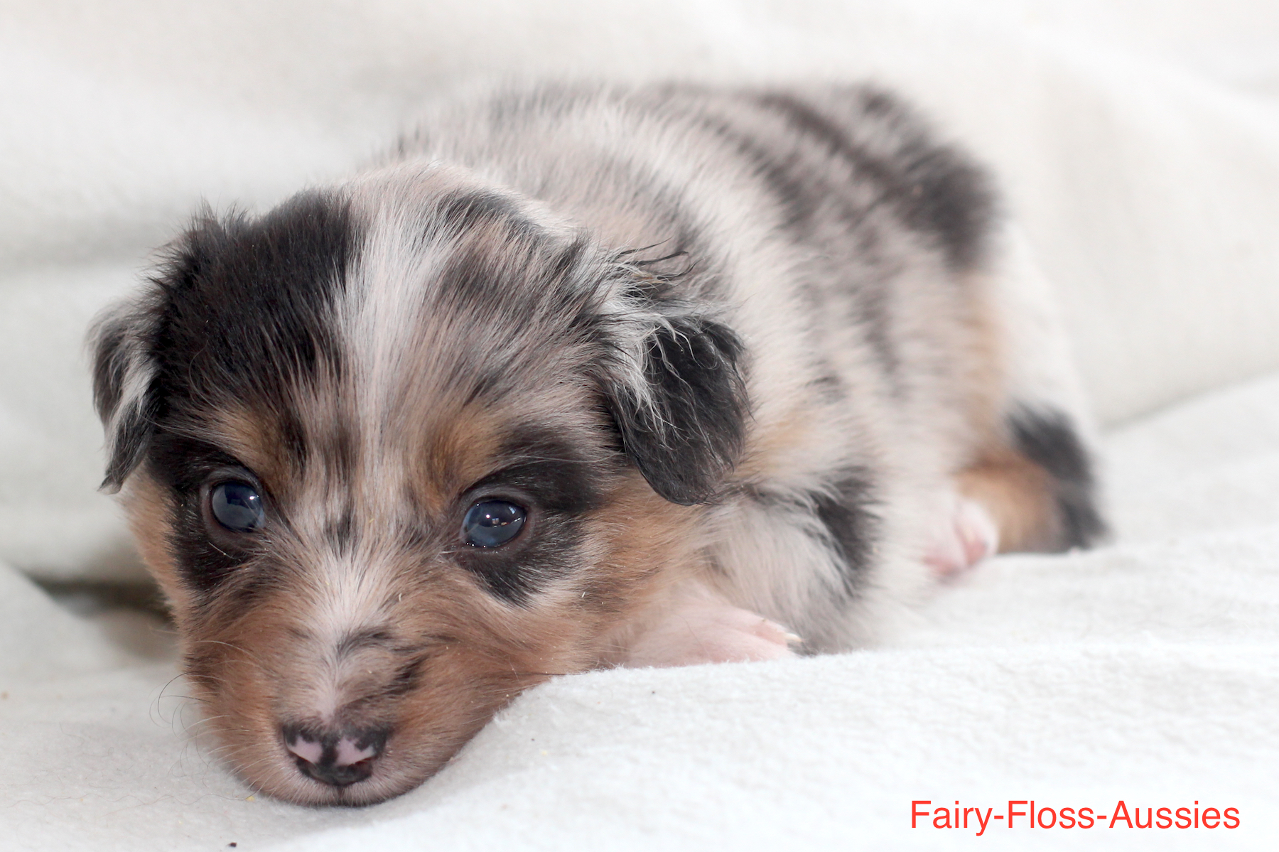 Mini Aussie Welpen