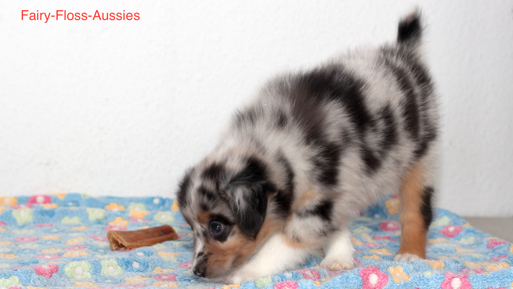 Mini Aussie Welpen