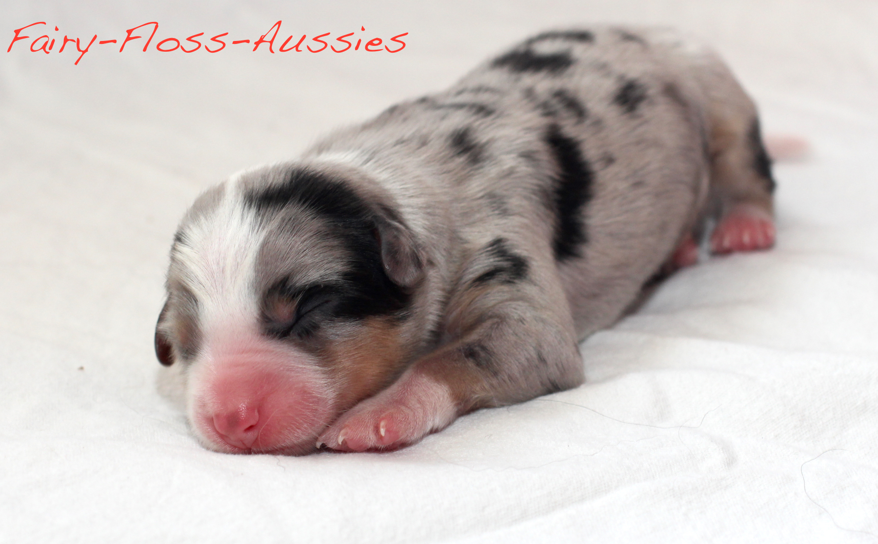 Mini Aussie Welpen