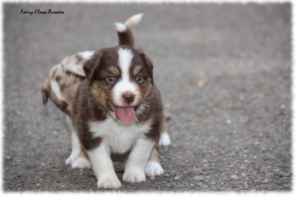 Mini Aussie Welpen beim Toben / Kinderstube beim Z&uuml;chter