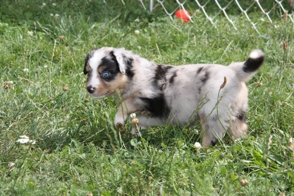 Mini Aussie Welpen beim Toben / Kinderstube beim Z&uuml;chter