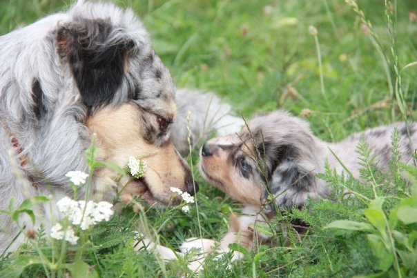 Mini Aussie Welpen beim Toben / Kinderstube beim Z&uuml;chter