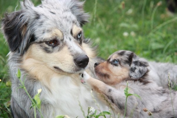 Mini Aussie Welpen beim Toben / Kinderstube beim Z&uuml;chter