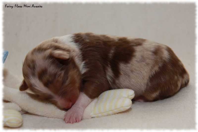 Mini Aussie Welpe