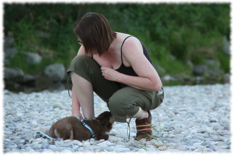 Mini Australian Shepherd Welpen beim Spielen