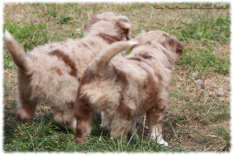Mini Australian Shepherd Welpen beim Spielen