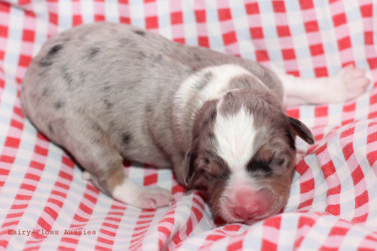 CH Energie's From Zero To Hero - Mini Aussie Blue Merle Deckr&uuml;de