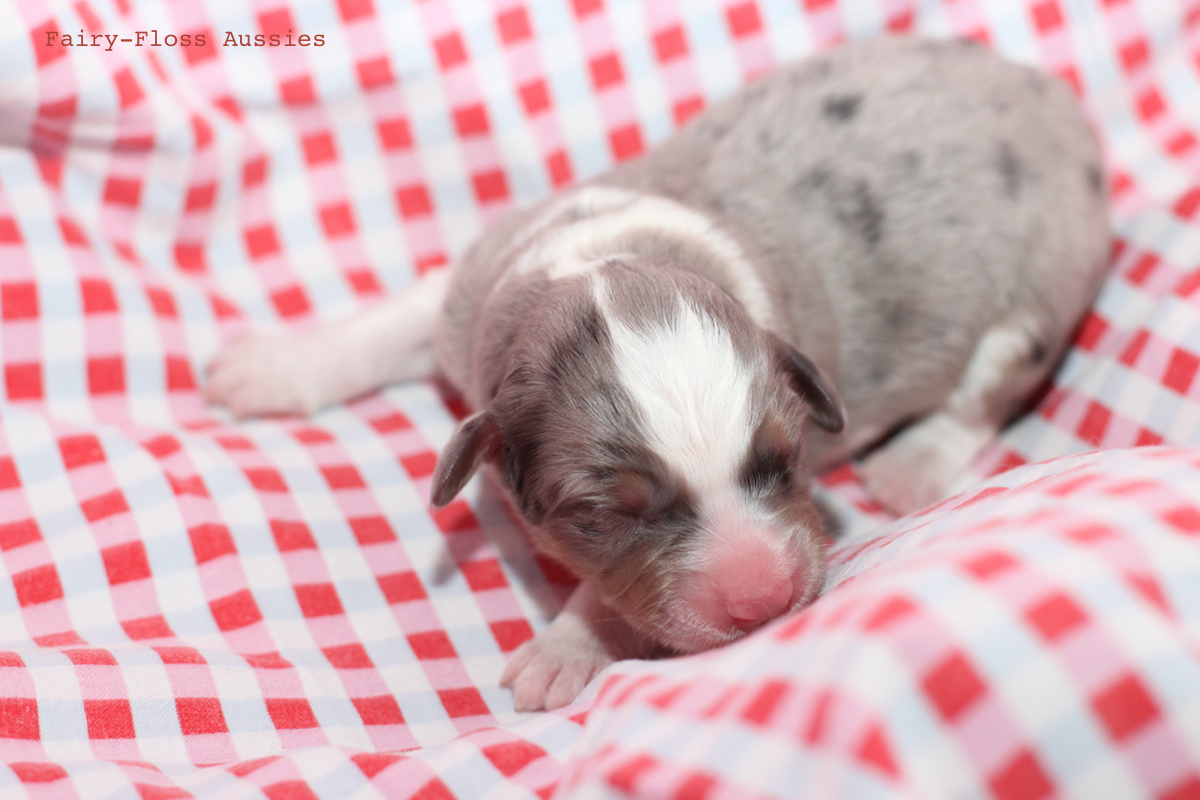 CH Energie's From Zero To Hero - Mini Aussie Blue Merle Deckr&uuml;de