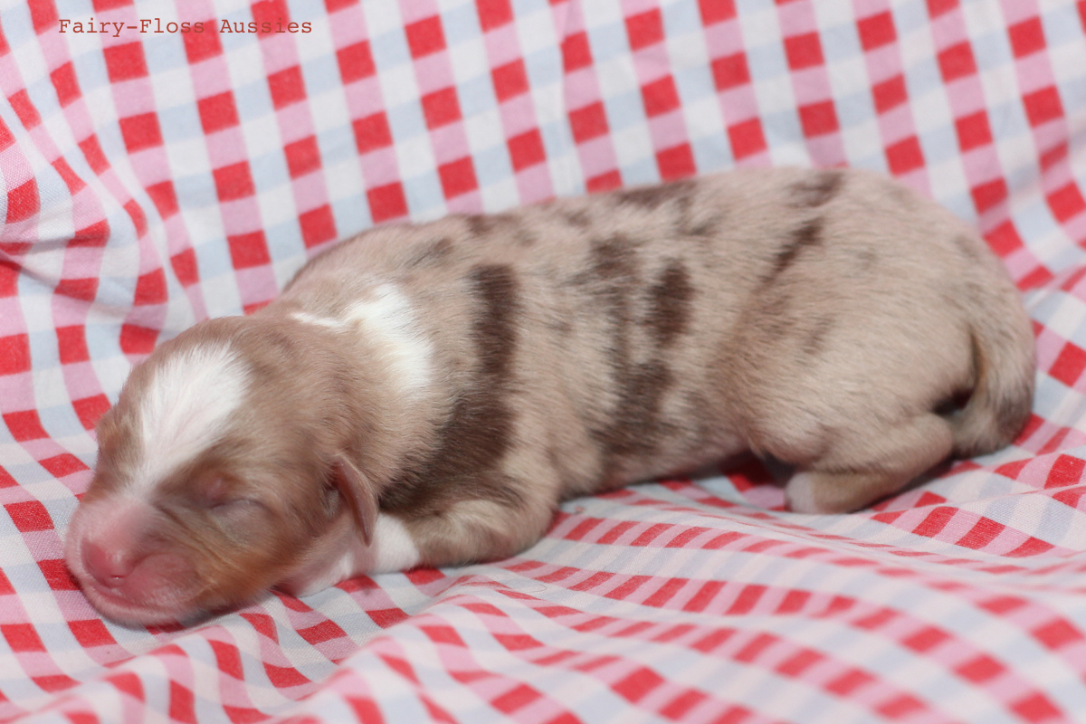 CH Energie's From Zero To Hero - Mini Aussie Blue Merle Deckr&uuml;de