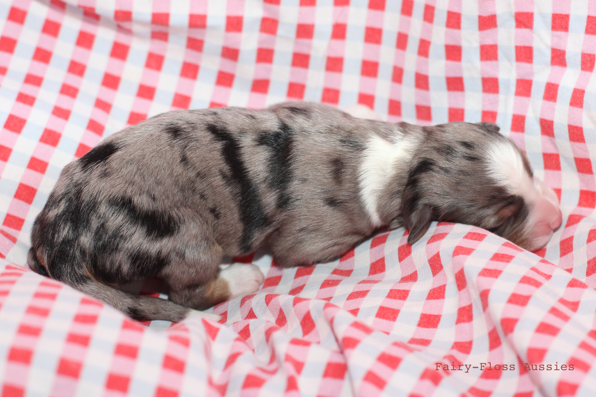 CH Energie's From Zero To Hero - Mini Aussie Blue Merle Deckr&uuml;de