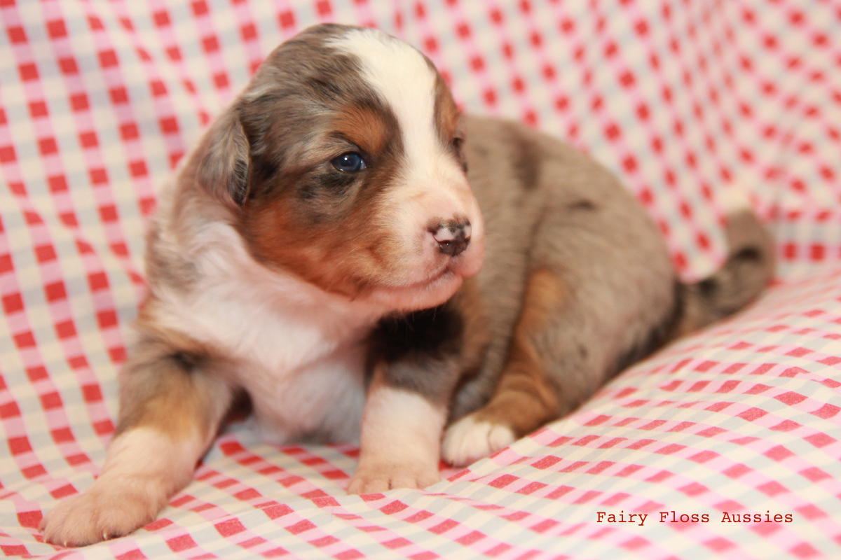 Mini Aussie Z&uuml;chter