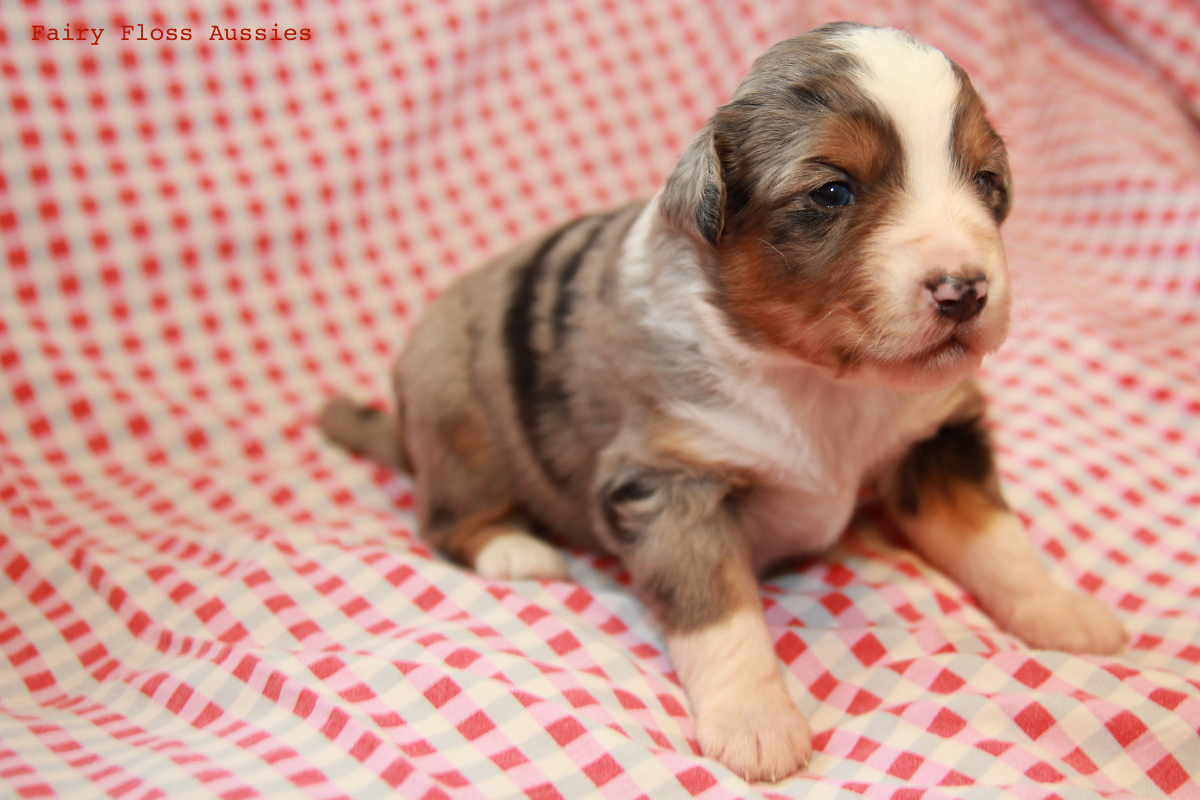CH Energie's From Zero To Hero - Mini Aussie Blue Merle Deckr&uuml;de