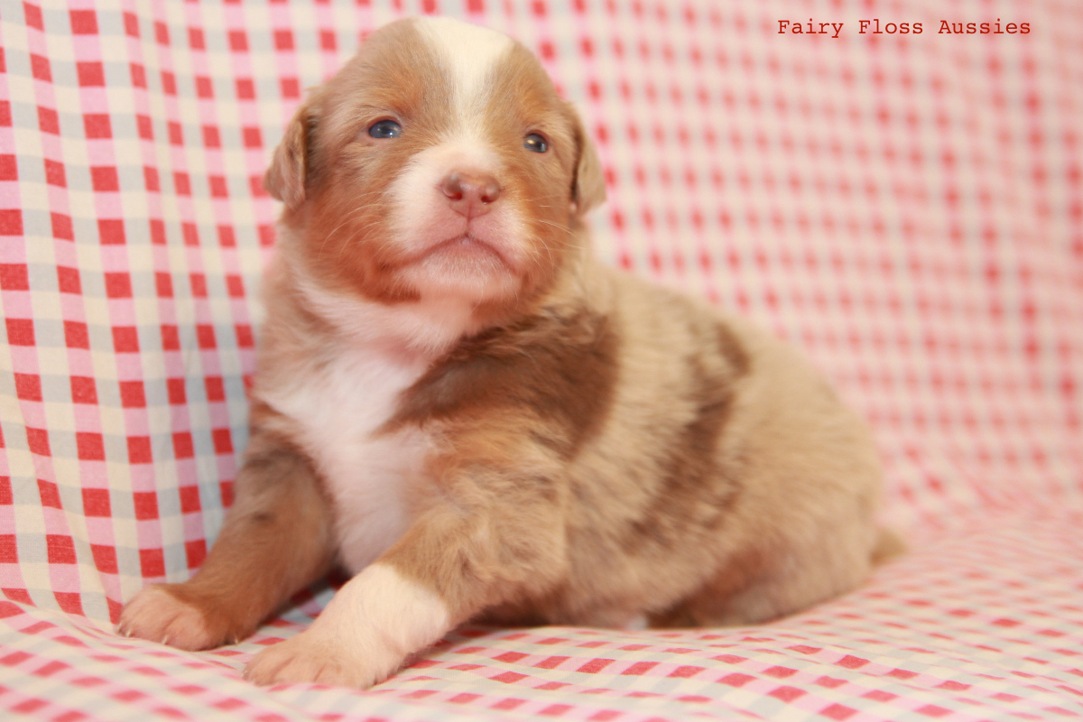 Mini American Shepherd - Mini Aussie Welpen - Mini Aussie Z&uuml;chter - Gesunde Mini Aussies - American Shepherd