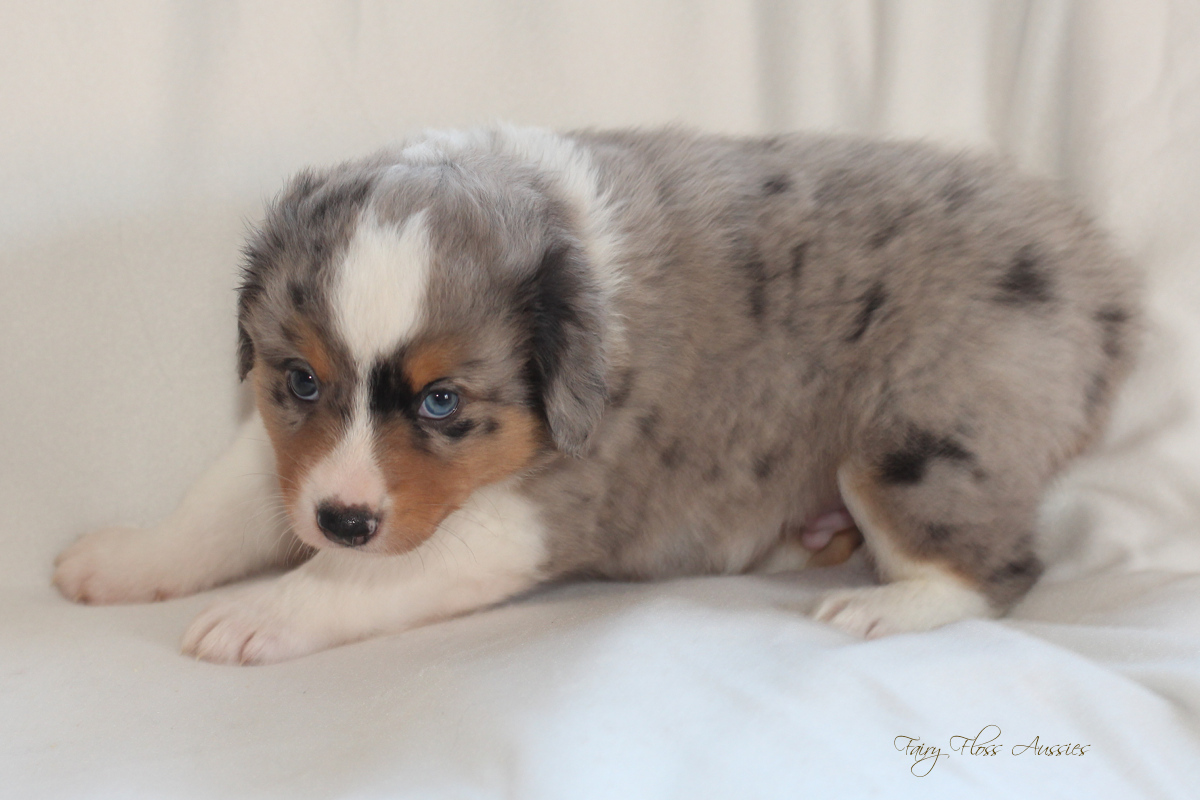 CH Energie's From Zero To Hero - Mini Aussie Blue Merle Deckr&uuml;de