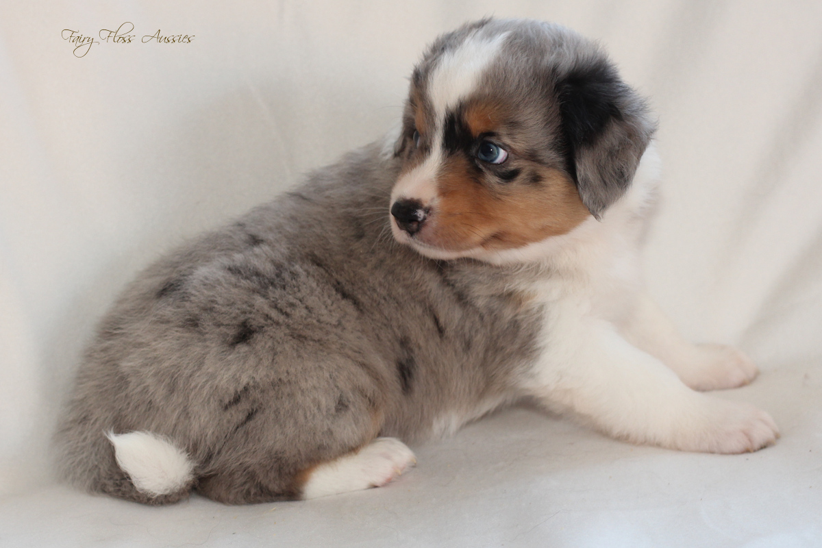 CH Energie's From Zero To Hero - Mini Aussie Blue Merle Deckr&uuml;de
