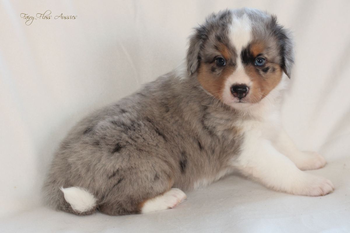 CH Energie's From Zero To Hero - Mini Aussie Blue Merle Deckr&uuml;de