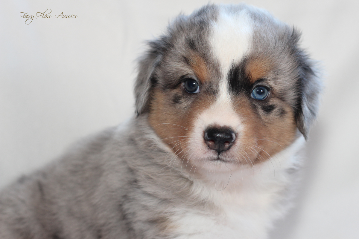 CH Energie's From Zero To Hero - Mini Aussie Blue Merle Deckr&uuml;de